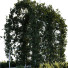 Arcs et buissons de jardin Plantes en extérieur 01 - RAHMAN TO