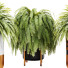 Flowerpots Fern 02 - RAHMAN TO