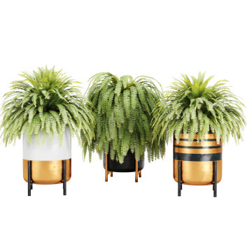 Flowerpots  Fern 02 3D model
