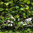 Krzak Boxwood Ball - Abdulloh