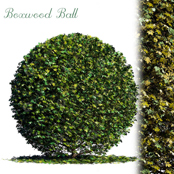Krzak Boxwood Ball model 3D