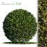 Krzak Boxwood Ball - Abdulloh