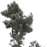 Maceta Árbol Bonsái 59 - mio