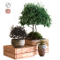 Macetas Árbol en caja conjunto 030 - unisjamavari