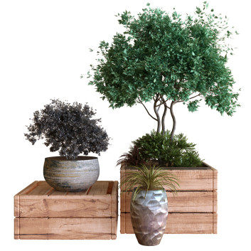 Macetas  Árbol en caja conjunto 030 Modelo 3D