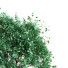Macetas Árbol en caja conjunto 030 - unisjamavari