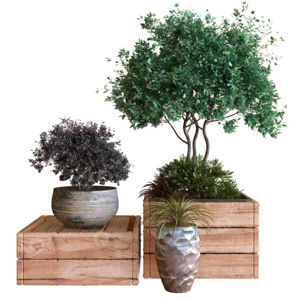 Macetas Árbol en caja conjunto 030 Modelo 3D