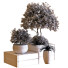 Macetas Árbol en caja conjunto 030 - unisjamavari