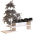 Рослини та лава Tree in Box Set 021 - unisjamavari