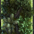 Pared verde Conjunto 054 - unisjamavari