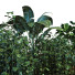 Blumentopf Pflanze in Kasten Set 041 - unisjamavari