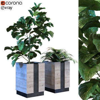 Doniczki  Plants in Box Set 040 Model 3D