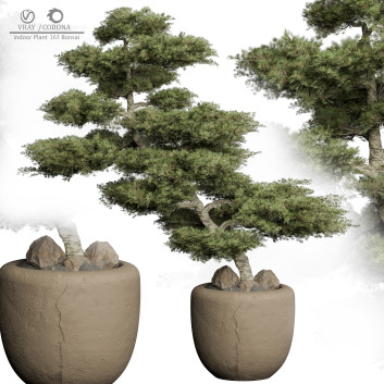 Bonsai 163