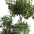 Pots de fleurs Ensemble de plantes 046 - unisjamavari