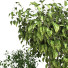 Pots de fleurs Ensemble de plantes 046 - unisjamavari