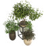 Pots de fleurs Ensemble de plantes 046 - unisjamavari