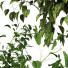 Pots de fleurs Ensemble de plantes 046 - unisjamavari