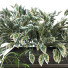 Doniczki Plant in Box Set 067 - unisjamavari