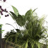 Pots de fleurs Ensemble de plantes 053 - unisjamavari