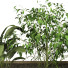 Pots de fleurs Ensemble de plantes 053 - unisjamavari