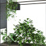 Maceta Conjunto de plantas 055 - unisjamavari