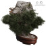 Pot de fleurs Plantes d'intérieur 165 Bonsai - uniquevry