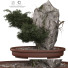 Pot de fleurs Plantes d'intérieur 165 Bonsai - uniquevry