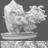 Pot de fleurs Plantes d'intérieur 165 Bonsai - uniquevry