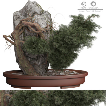 Indoor Plant 165 Bonsai