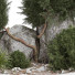 Árbol y arbustos Planta en exterior 172 - uniquevry