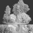 Árbol y arbustos Planta en exterior 172 - uniquevry