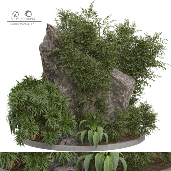 Outdoor Plant 173