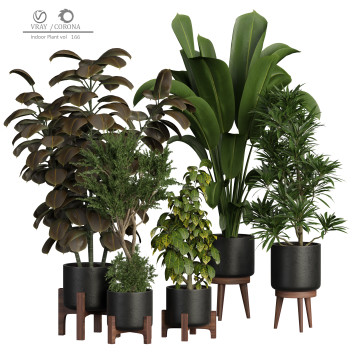 Indoor Plant 166