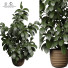 Blumentopf Zimmerpflanzen 167 - uniquevry