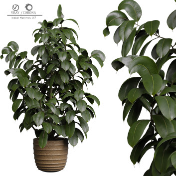 Indoor Plant 167