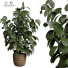 Blumentopf Zimmerpflanzen 167 - uniquevry