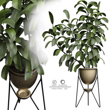 Indoor Plant 168