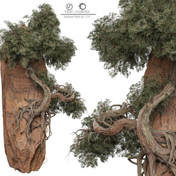 Bush Plante en extérieur 174 modèle 3D