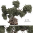 Arbre Plante 175 - uniquevry