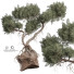 Arbre Plante 175 - uniquevry