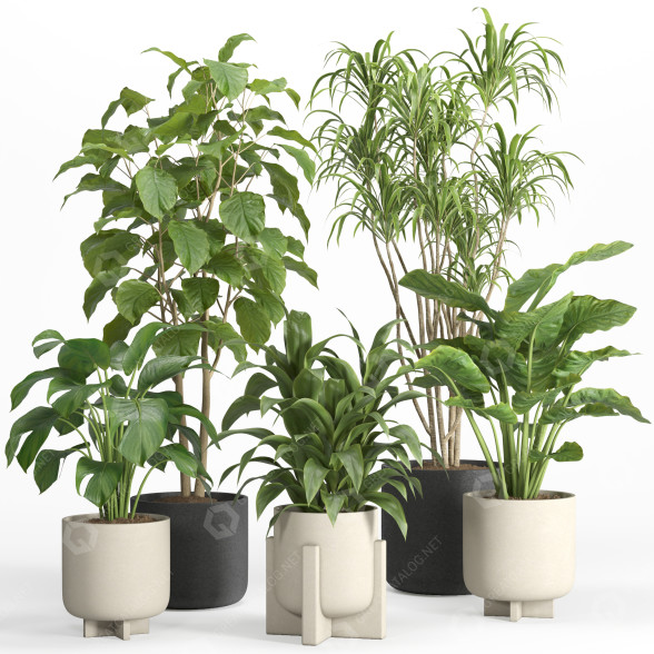 Flowerpots Indoor Plant Set 027 3D model