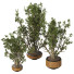 Pots de fleurs Ensemble de plantes d'intérieur 008 - SpinelCGI