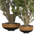 Pots de fleurs Ensemble de plantes d'intérieur 008 - SpinelCGI