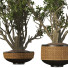 Pots de fleurs Ensemble de plantes d'intérieur 008 - SpinelCGI
