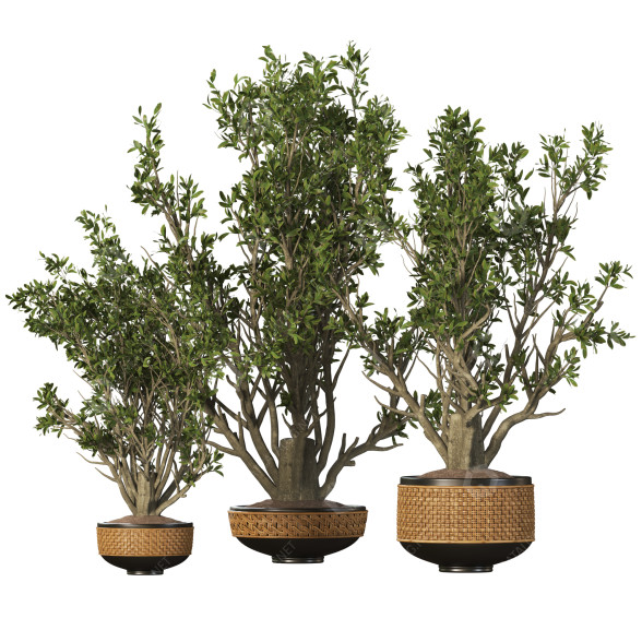 Pots de fleurs Ensemble de plantes d'intérieur 008 modèle 3D