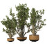 Pots de fleurs Ensemble de plantes d'intérieur 008 - SpinelCGI