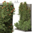 Rośliny i dekoracje Outdoor Plant 178 - uniquevry