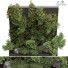 Rośliny i dekoracje Outdoor Plant 178 - uniquevry