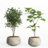Flowerpots Indoor Plants in Concrete Pot Set 32 - nr.asgari