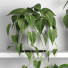 Flowerpots Plants 04 - nr.asgari